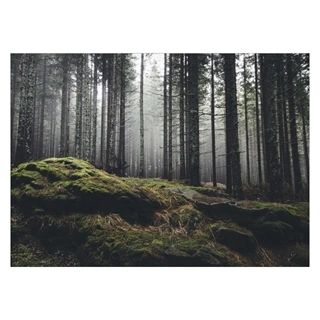 Skog med mosegrodde steiner - Plakat