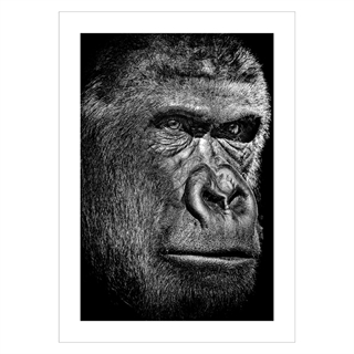 Plakat - Sjimpanse