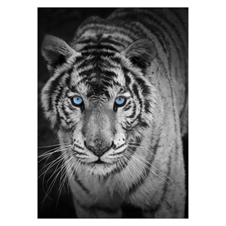 Plakat med en kul tiger med blå øyne