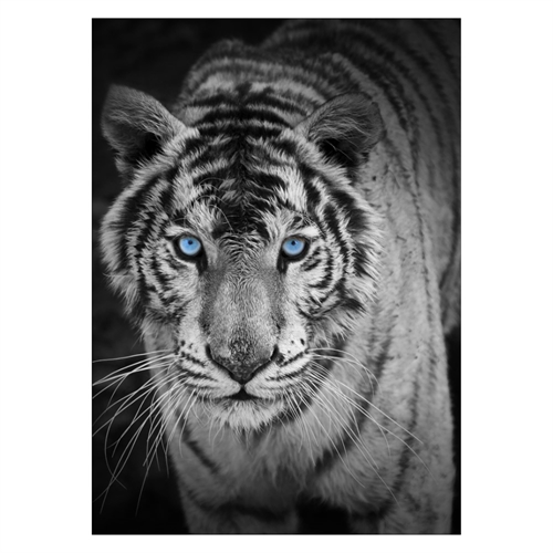 Plakat med en kul tiger med blå øyne