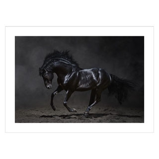 Plakat med en flott, svart hest