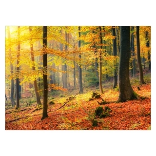 Skog om høsten 2 - Plakat