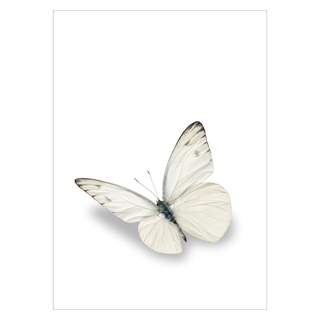 Plakat med hvit sommerfugl