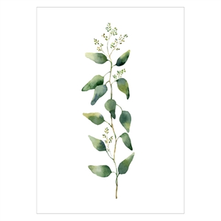 Plakat med eucalyptus gren med blomster