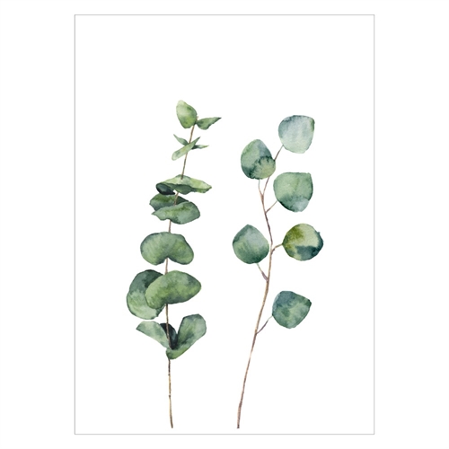 Plakat med eucalyptus