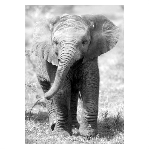 Plakat med Baby elefant