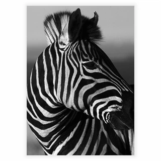 Plakat - Zebra portræt