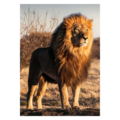 Plakat med enkel stolt løve 