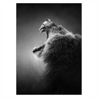 Plakat - Brølende løve