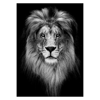 Plakat med portrett av løve i sort og hvit