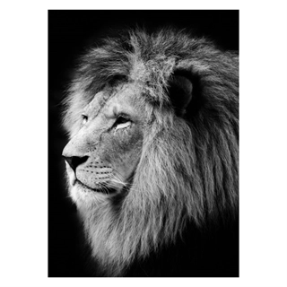 Plakat med portrett av løve