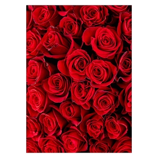 Plakat - Røde roser