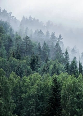 Plakat - Trær på fjell med tåke