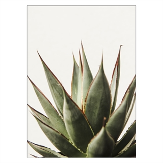 Plakat- Cactus succulent.