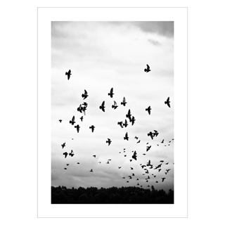 Plakat med Birds flying in the sky