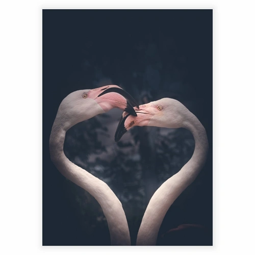 Plakat - Flamingo par