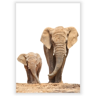 Plakat med  African family elephant
