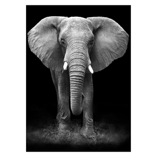 Plakat med   Giant Elephant