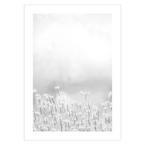 Plakat - Light flowers  2