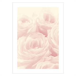 Plakat - Beautiful White Roses
