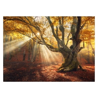 Plakat - Efterårsskov med solstråler
