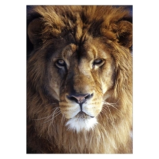 Plakat - Lion
